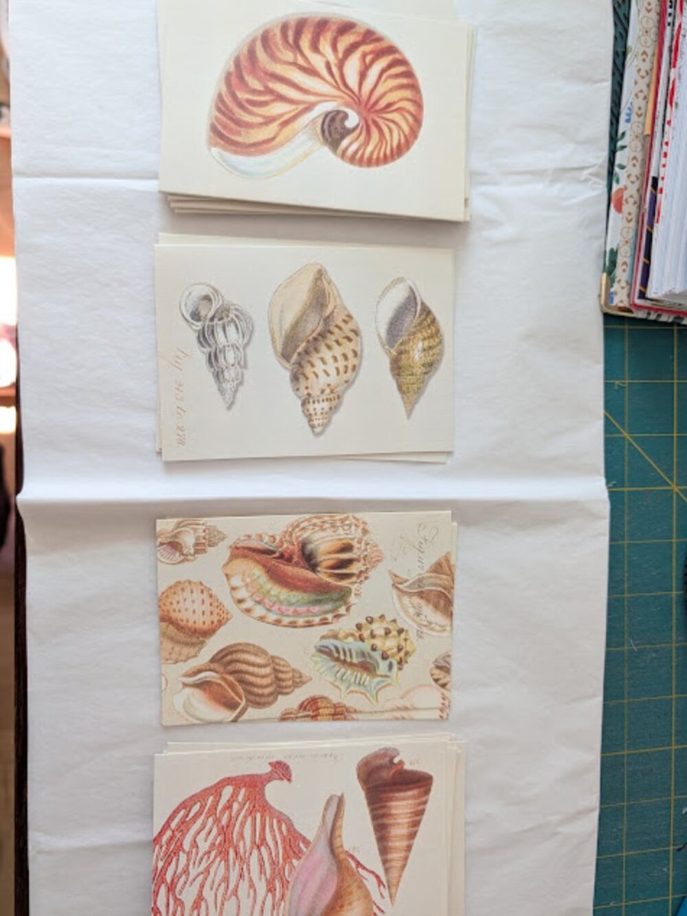 19 Shell Naturalist Blank Greeting Cards